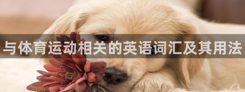 注册yy易游官方正版app：与体育运动相关的英语词汇及其用法