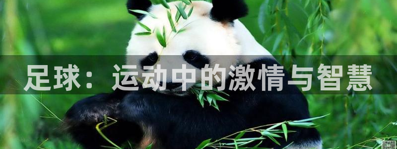 yy易游官网下载招商电话是多少号码：足球：运动中的激情与智慧